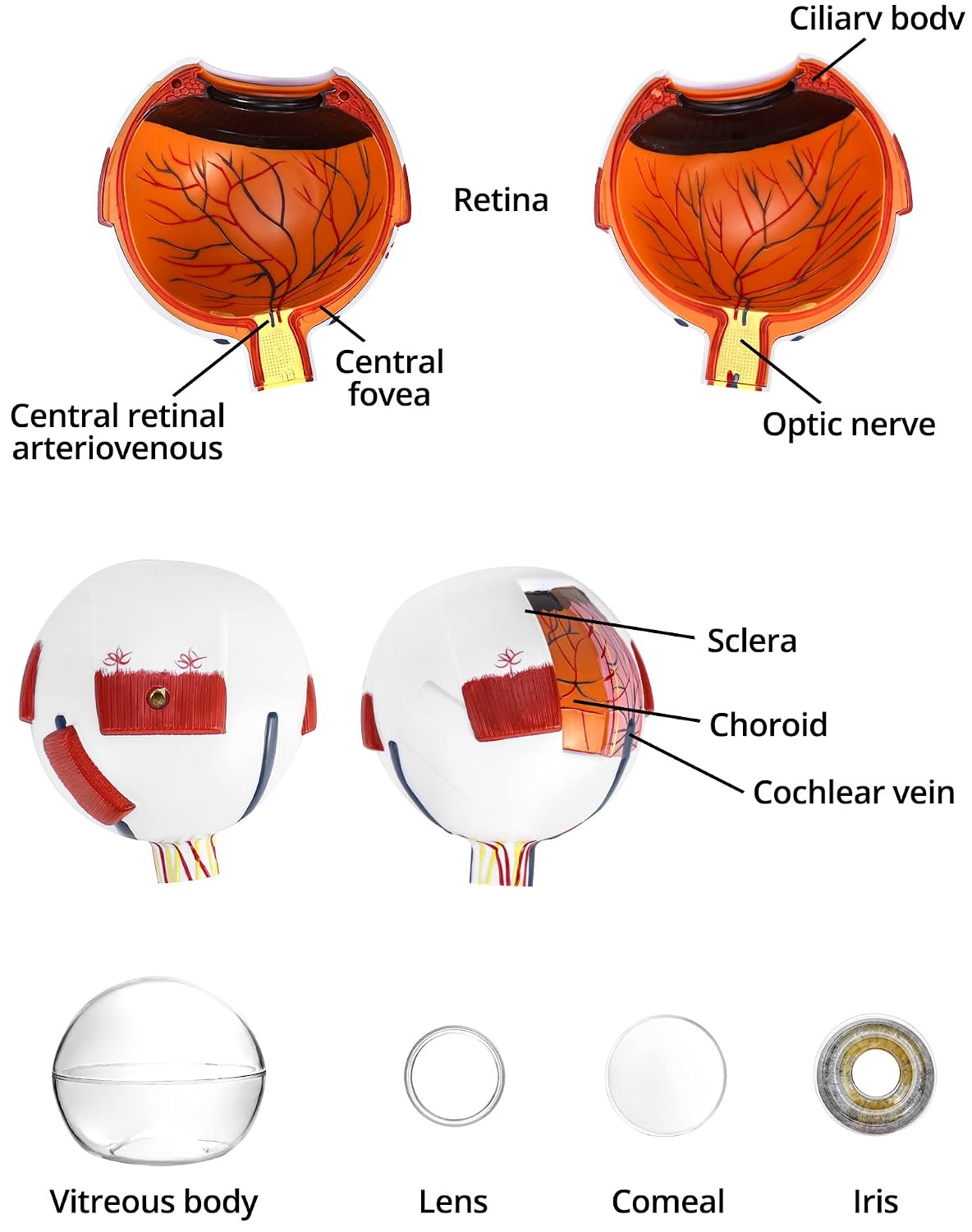 QWORK 6X Human Eye Anatomy Model – Static Display for Science Class, Lab Study & Education Exhibit