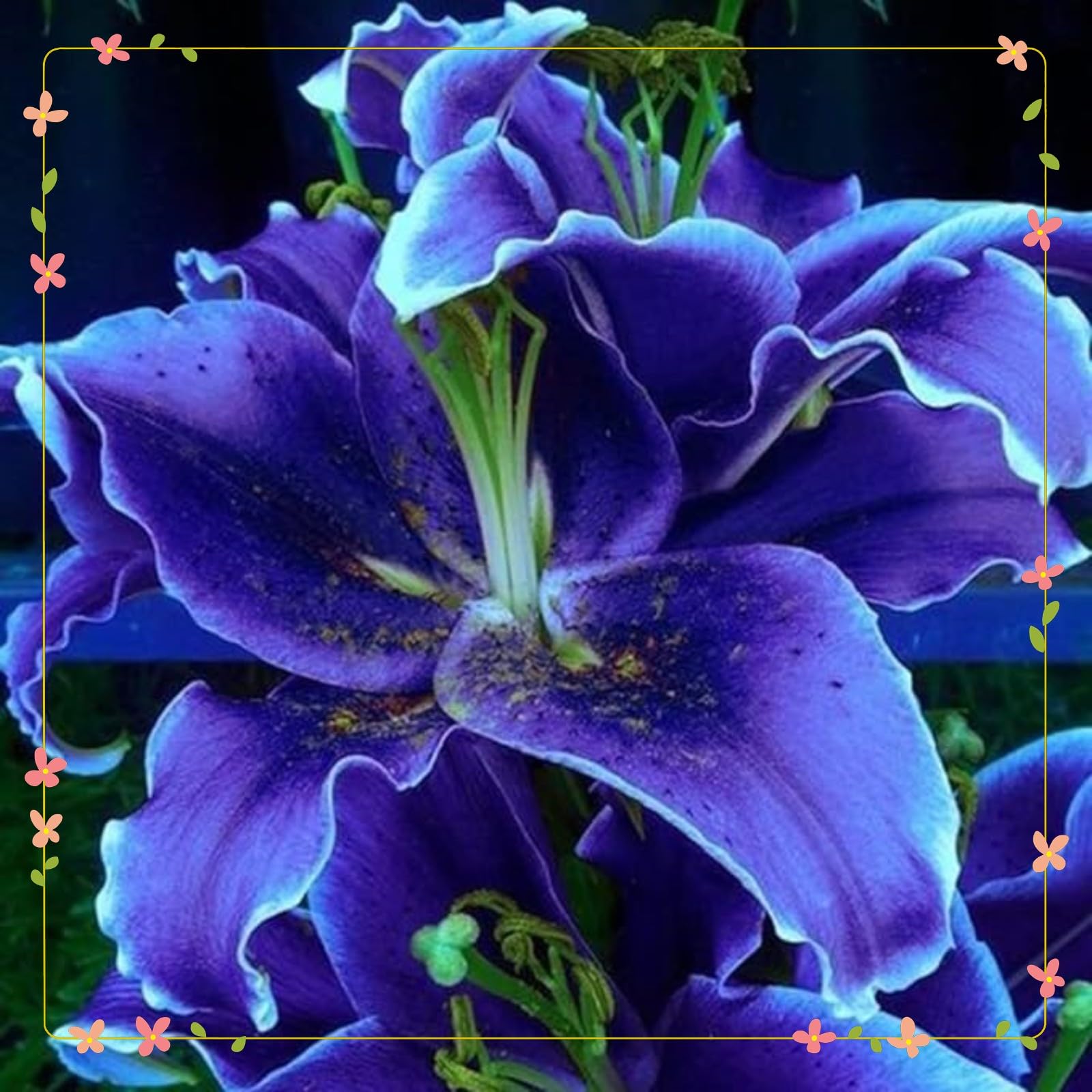 Lily Bulbs for Planting Now UK Perennial Excellent Display Plant Bulbs Greening Flower Ornamental Good for Containers Natural Organic Perennial Easy Plant-4bulbs-C
