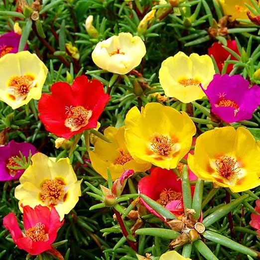 Kraft Seeds Flower Seeds Portulaca Seeds Flower Seeds for Rainy