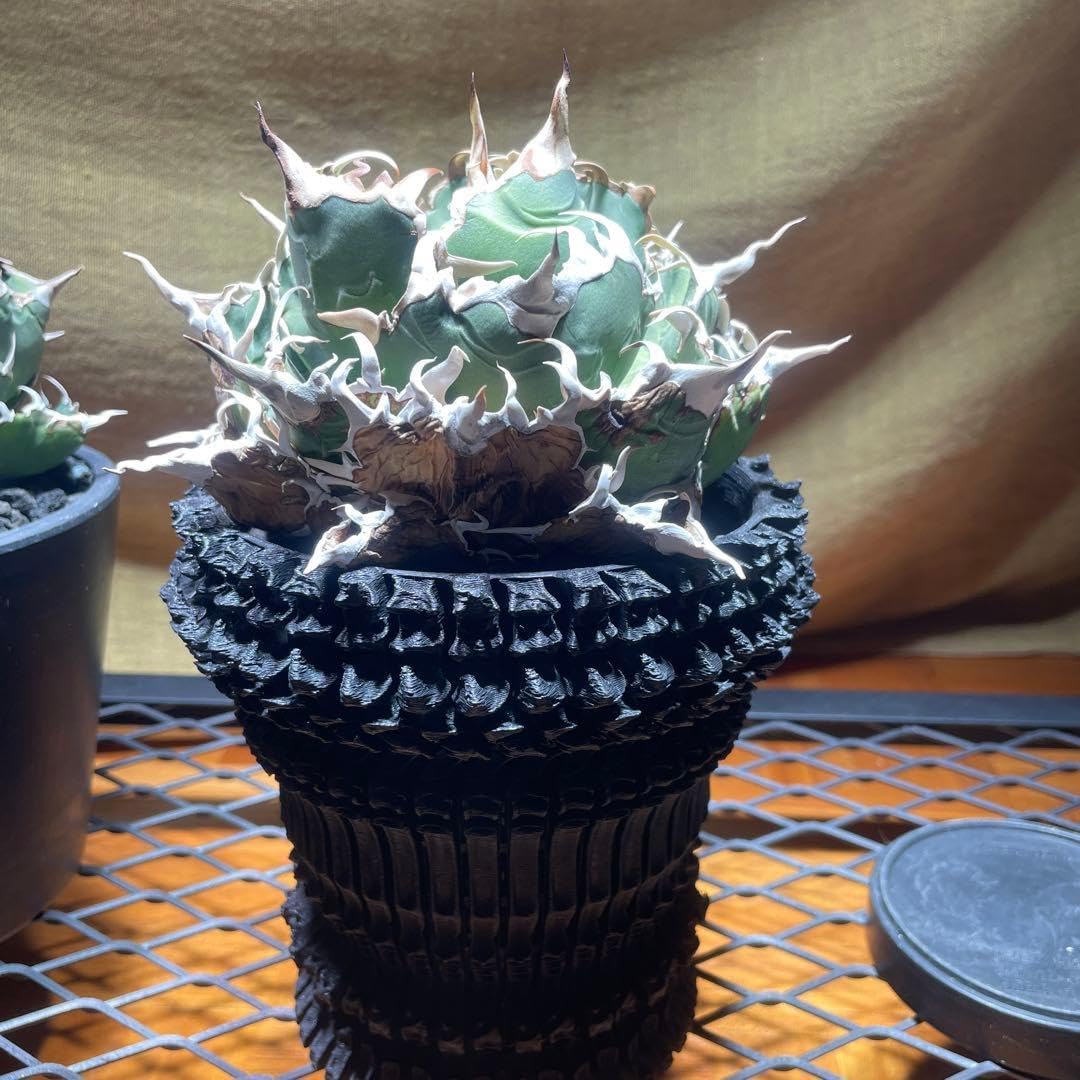 アガベ 白鯨 レッドキャット 悪魔くん シーザー