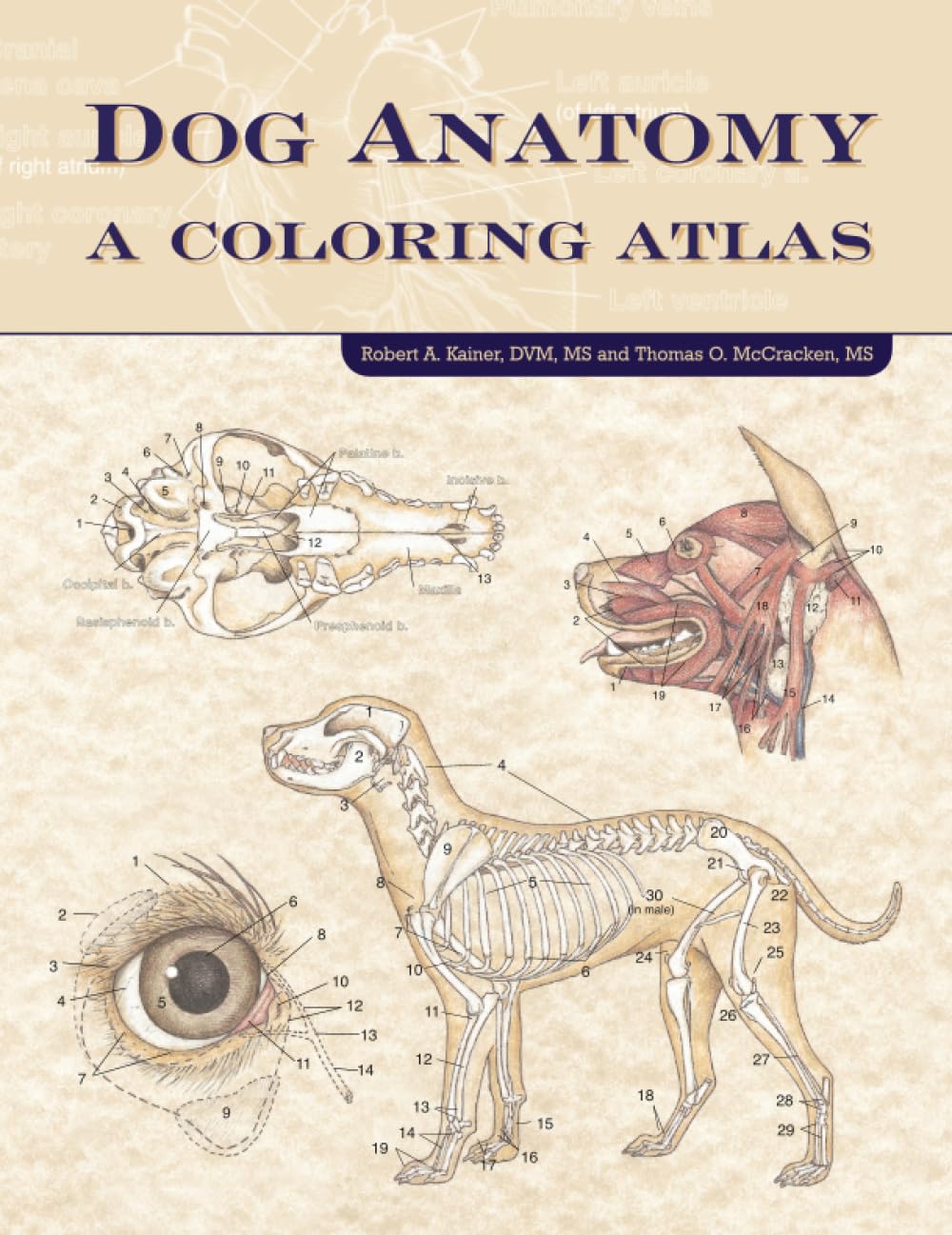 ATLAS OF CANINE ARTHROLOGY 犬関節 アトラス ATLAS OF CANINE ARTHROLOGY 犬関節 アトラス
