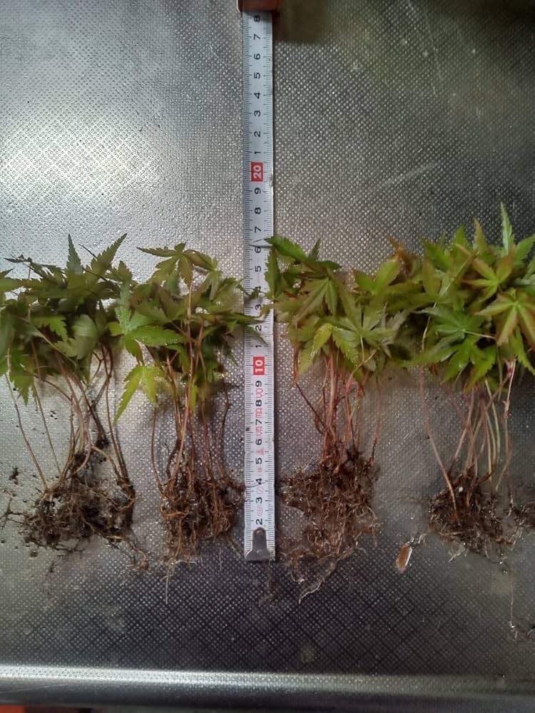 Amazon.co.jp: イロハモミジ1年苗(昨年発芽) 50本(抜き苗) もみじ 紅葉 Amazon.co.jp: イロハモミジ1年苗(昨年発芽) 50本(抜き苗) もみじ 紅葉