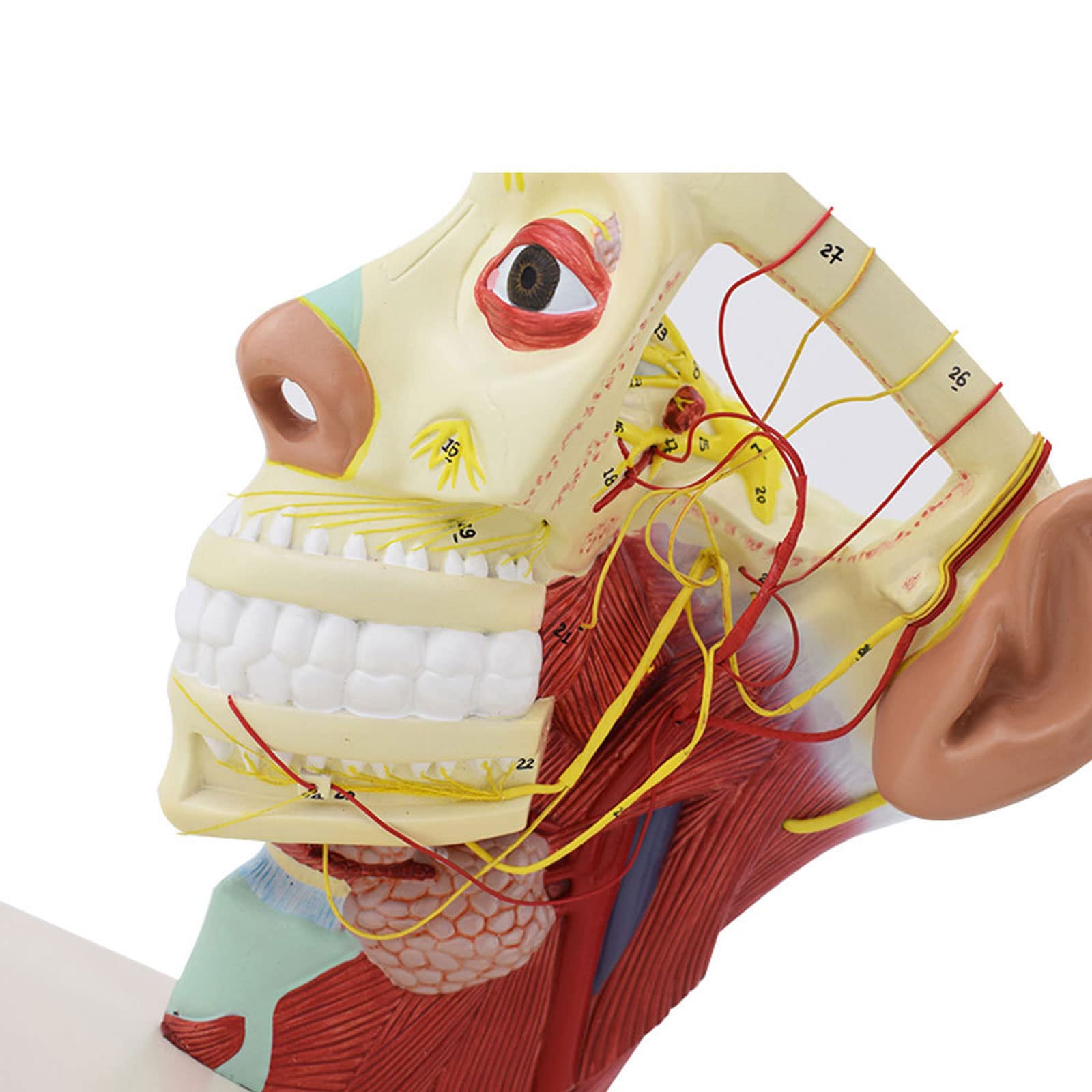 Model anatomiczny ludzkiego mózgu jamy nosowej gardło głowa model czaszkowo-mózgowy model naczynia tętnicy mózgowej do nauczania materiałów medycznych