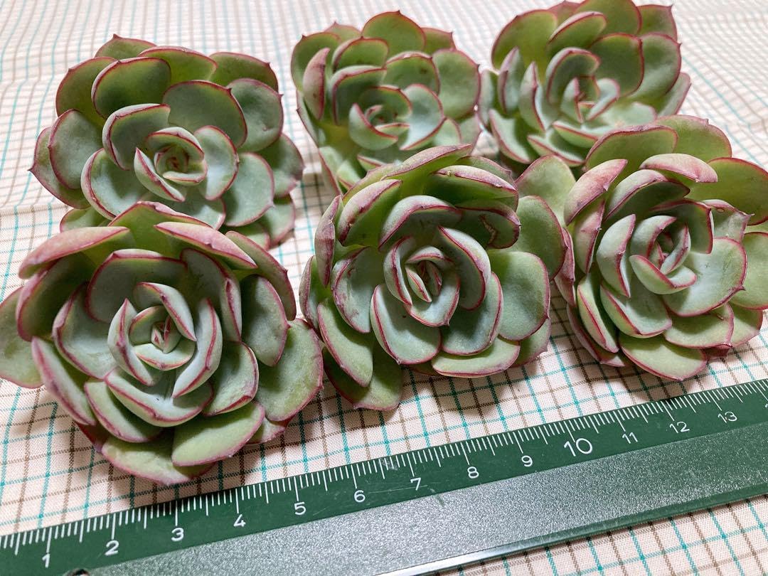 多肉植物 韓国苗 メメ様 多肉植物 韓国苗 メメ様 - メルカリ