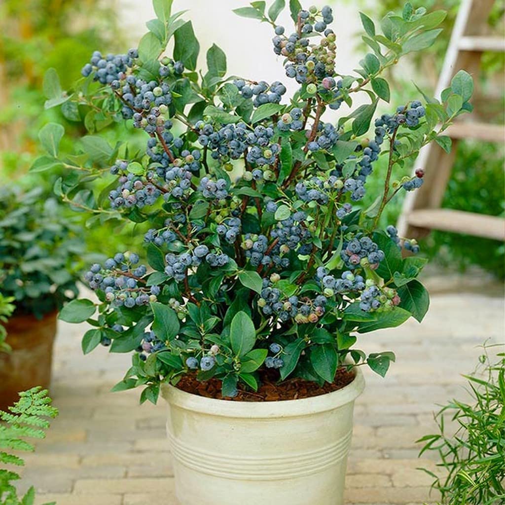 OhhSome Blueberry (Vaccinium Sect. Cyanococcus) Foreign Fruit 