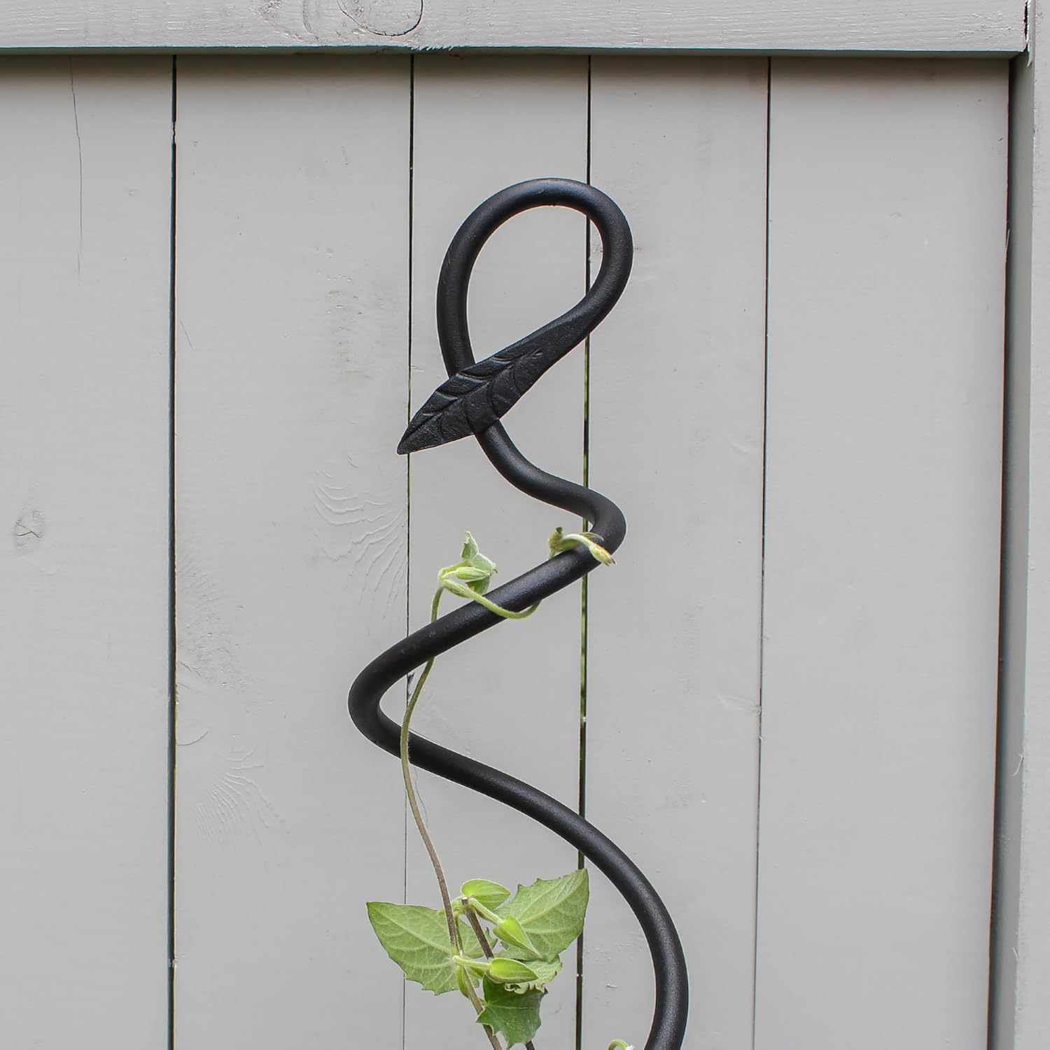 Spiral Trellis