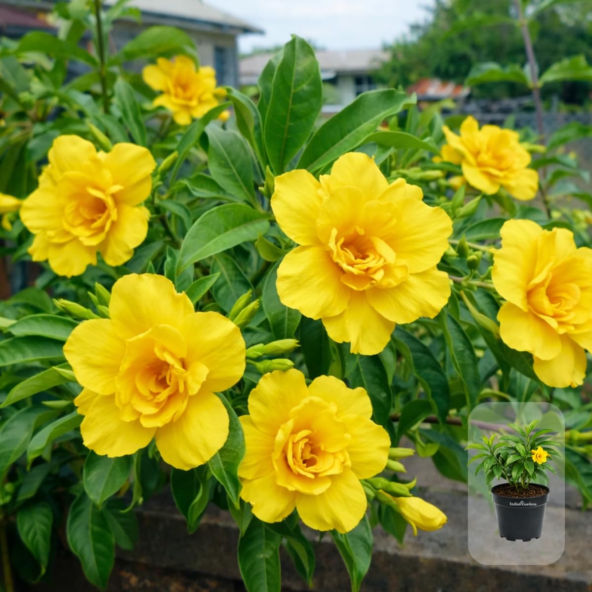 Allamanda Yellow Double Live Plant (Allamanda cathartica) | Healthy Flowering Plant for Home Garden, Balcony, Terrace & Outdoor Décor-image-15