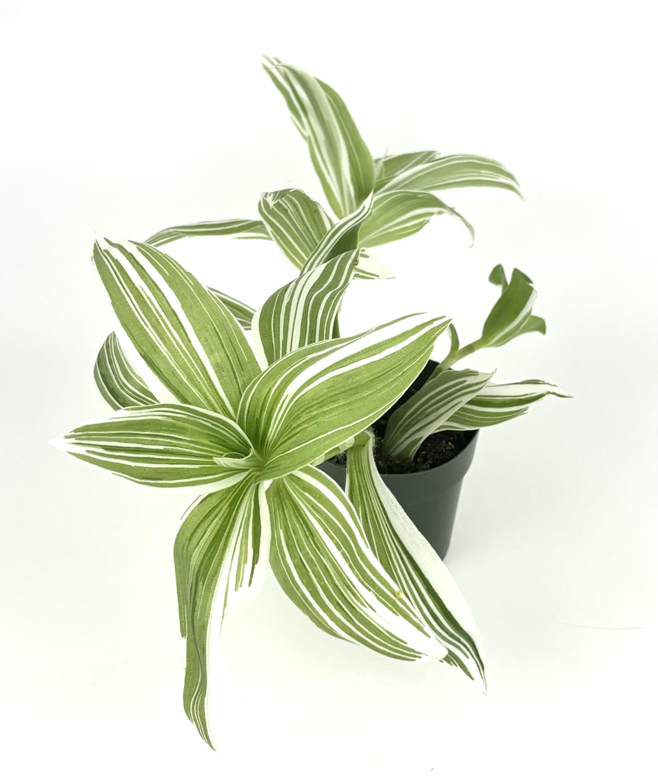 Amazon.com : Tradescantia Pistachio White Plant Easy Care Air