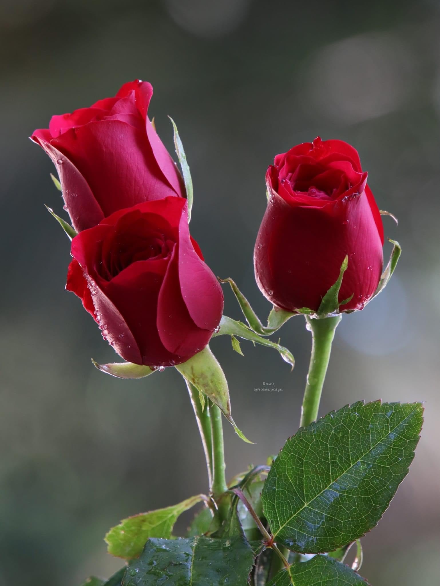Nursery Live Rare Rose Flower Seeds 30 Seeds for Growing Rose051 (B0CR498MSR) Amazon Price History, Amazon Price Tracker