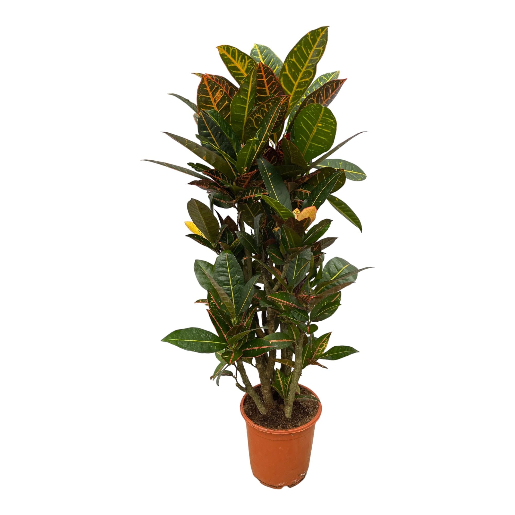 Trendyplants - Codiaeum Petra verzweigt - Croton - Zimmerpflanze - Höhe 90-110 cm - Topfgröße Ø21cm