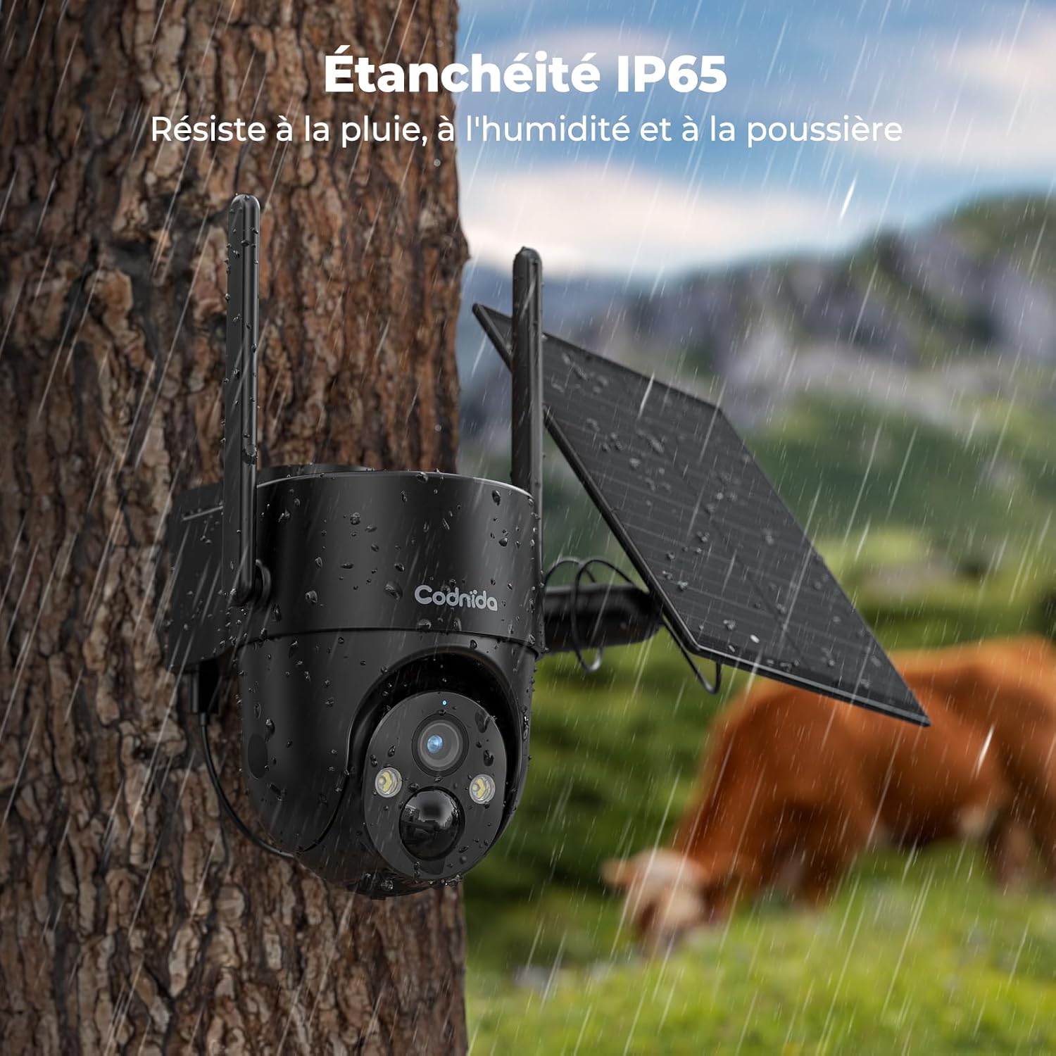 Codnida camera mounted on a tree in the rain