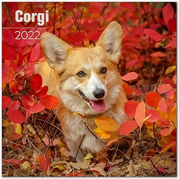 amazon corgi