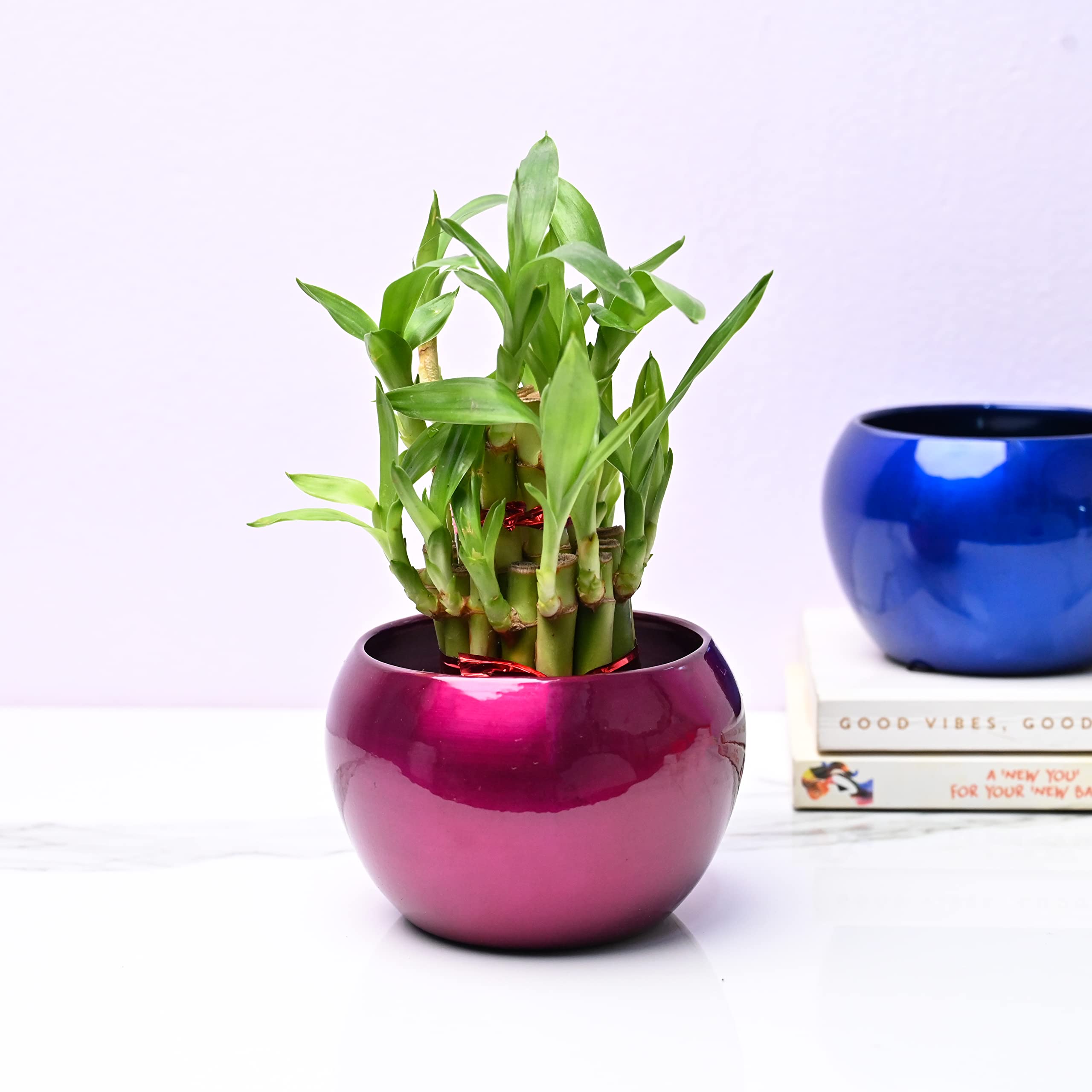 Pots & Plants Lucky Bamboo Two Layer in Metal (Indoor Bamboo Tree Plants) in Pot- for Gifting, Home Decor, Tabletop & Office Desk (Light Maroon) (B0BCQV97FW) Amazon Price History, Amazon Price Tracker
