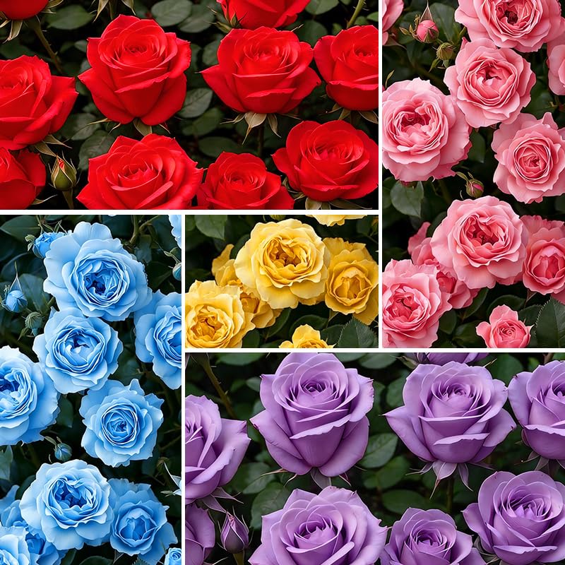 155+Mix Climbing Rose Seeds for Planting-Annual Rose Flower Seeds to Plant Outside, Non-GMO Heirloom Seed for Home Garden
