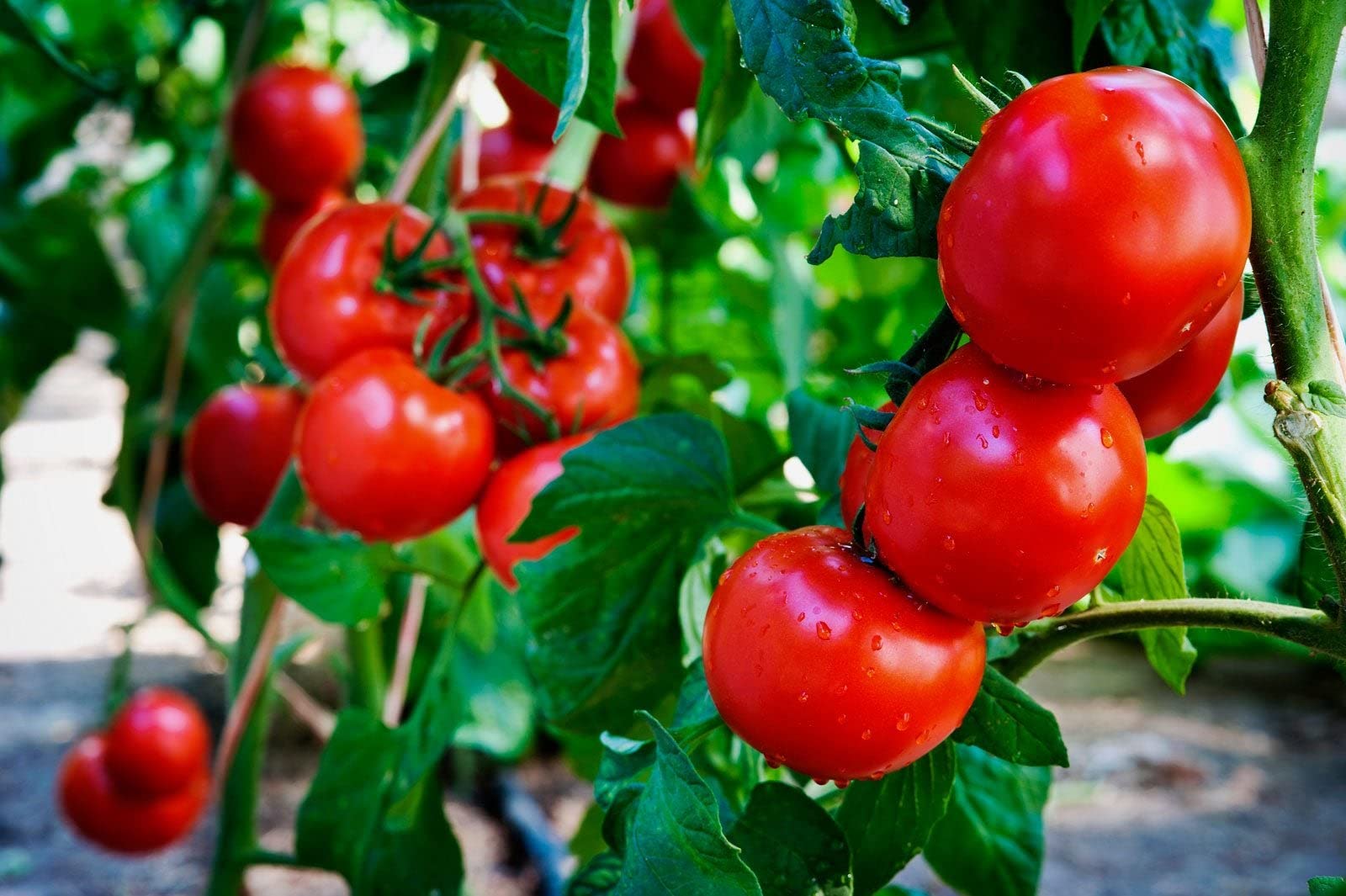 Desi tomato seeds ( 500 seeds ) (B0BMPFSRSC) Amazon Price History, Amazon Price Tracker