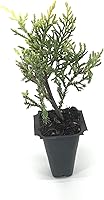 Vista 2 de Saybrook Gold Juniper - 20 plantas vivas - Juniperus Chinensis - Cubierta de suelo resistente de hoja perenne