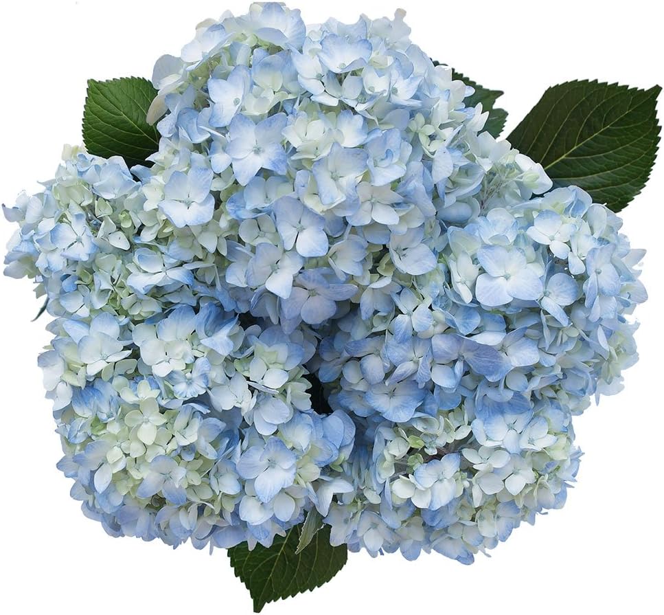 40 Fresh Cut Blue Hydrangeas | Fresh Flowers Express Delivery | Perfect for Birthdays, Anniversary or any occasion.