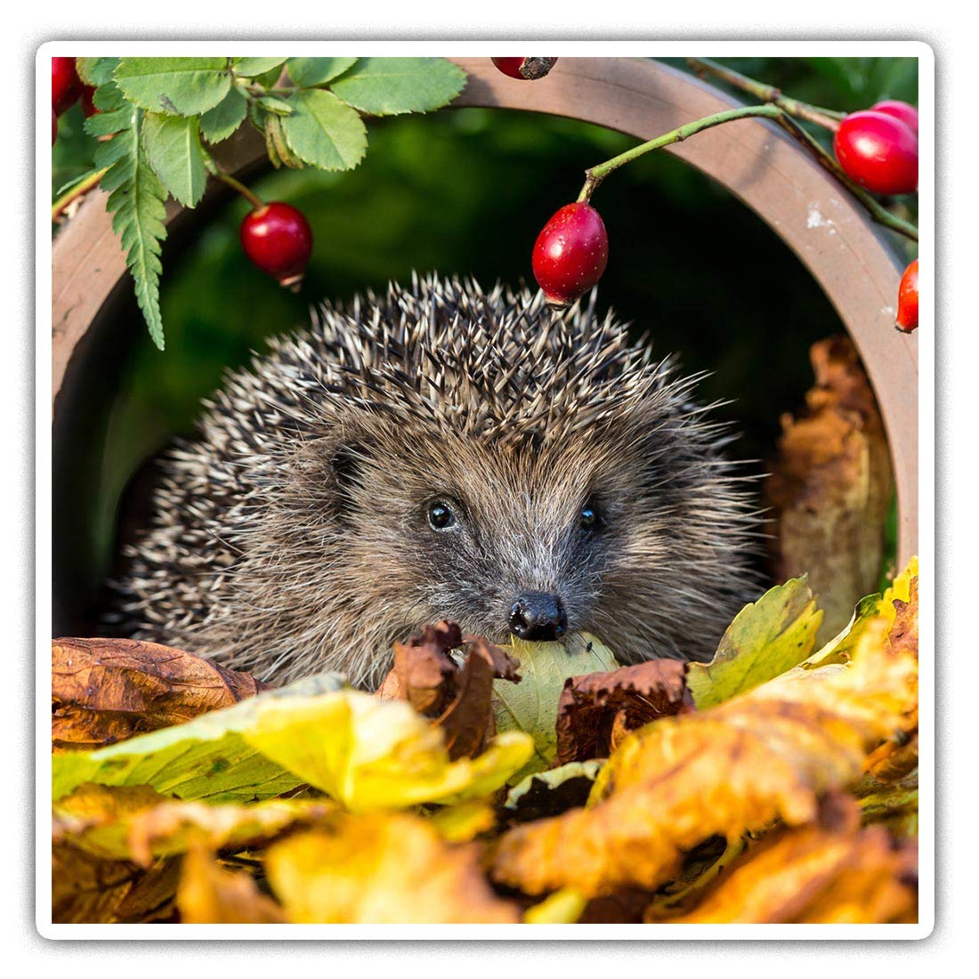 Square Stickers (Set of 2) 10cm - Garden Hedgehog Flowerpot Laptop Tablet Luggage Scrapbook #13045