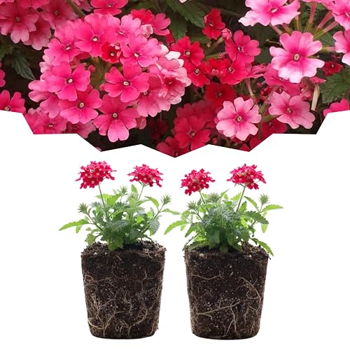 Set 2 Verbena Live Plants, Perennial Verbena Flowers, Long-Lasting, Hardy