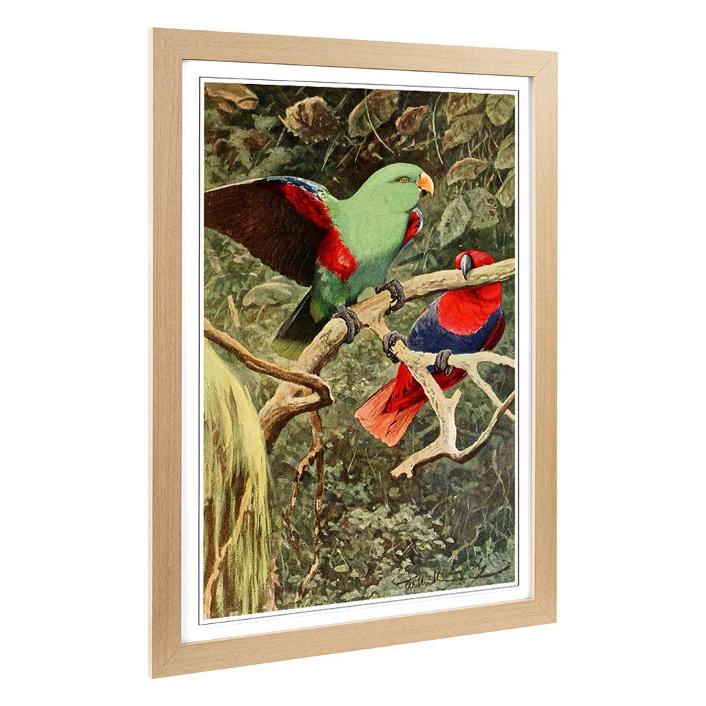Big Box Art Framed Print of Vintage W Kuhnert Eclectus Parrot Design | Wall Art Picture | Home Decor for Kitchen, Living Room, Bedroom, Hallway, Oak, A2 / 24.5x18 Inch / 62x45cm
