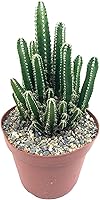 Vista 6 de Cactus de cola de mono de 4 pulgadas (Cleistocactus Colademonis) - Fácil de cultivar en interiores/exteriores, luz solar indirecta. Suelo bien