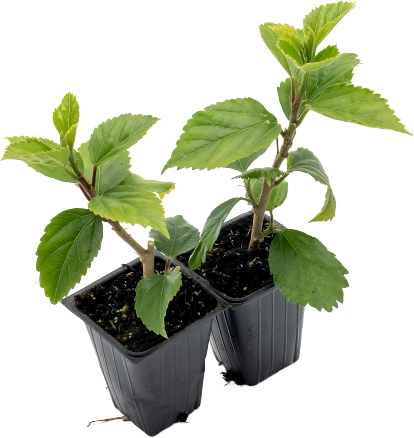 2 Kona Hibiscus | Live Plants in 2.5-inch Nursery Cubes | Hibiscus rosa-sinensis Hybrid Variety | Tropical Evergreen Floral Shrub | Large Pink Double-Blossom Flowers for Home and Garden