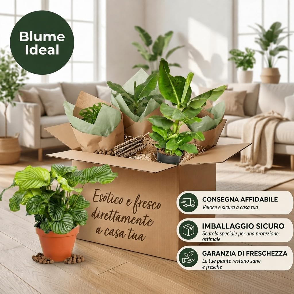 Pflanze Plus | Set di piante « Exotica » | Lotto da 6 piante con vaso in zinco | Pianta da interno facile da curare