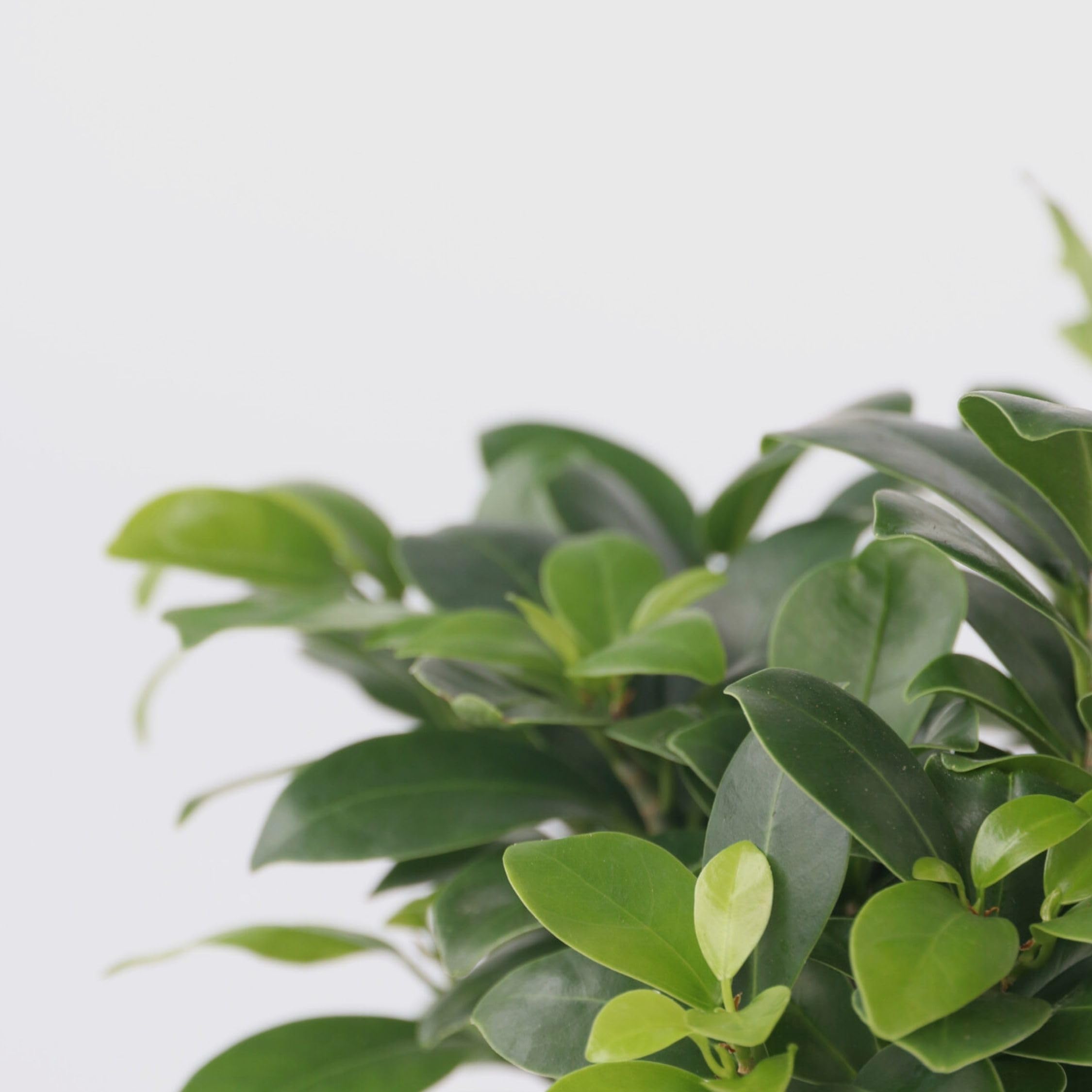 Plant in a Box - Bonsai Ficus Ginseng - Set de 4 - Plantas de interior - Maceta 12cm - Altura 30-40cm