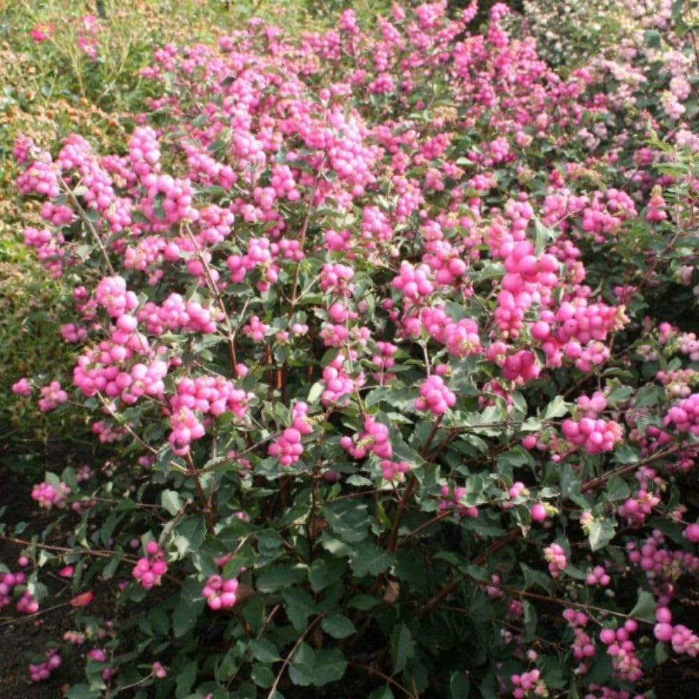Symphoricarpos Magical Candy Pink Flowering Shrub with Pink Berries Hardy Compact Shrub 1x or 2X 3.6 Litre Pot by Thompson and Morgan