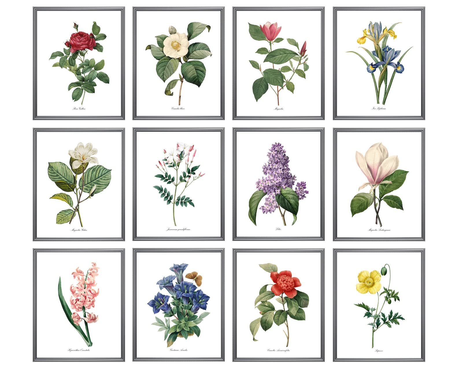 Kose Paint by Numbers for Adults Beginner and Kids,Easy Paint by Number