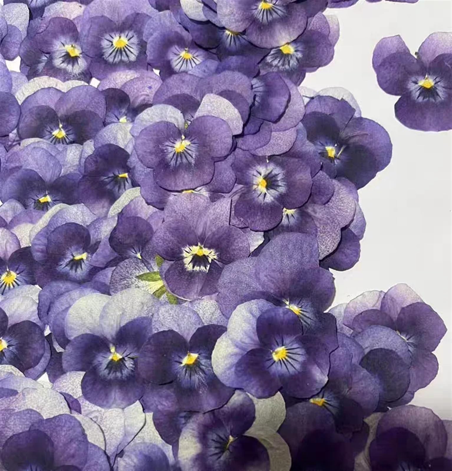 Fiori Secchi Pressati 1 set di erbario di Corydalis Suaveolens essiccato pressato for nail art, trucco viso, cornice for gioielli in resina epossidica, custodia for telefono, artigianato fai da te(VIO