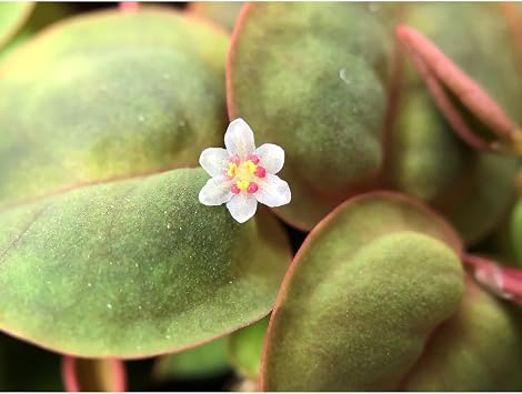 Tropica Phyllanthus fluitans 1-2-Grow! Floating Aquarium Plant