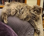 Review Image by Verified Amazon Customer Verified Amazon Customer