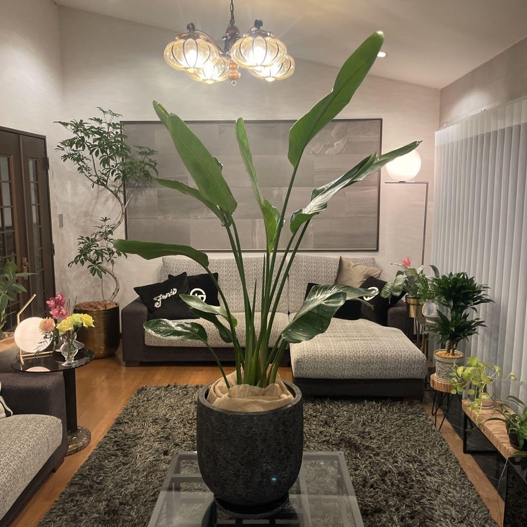 オーガスタ　3株仕立て　美形　中型サイズ　観葉植物　カッシーナ　アクタス オーガスタ3株仕立て美形中型サイズ観葉植物カッシーナアクタス