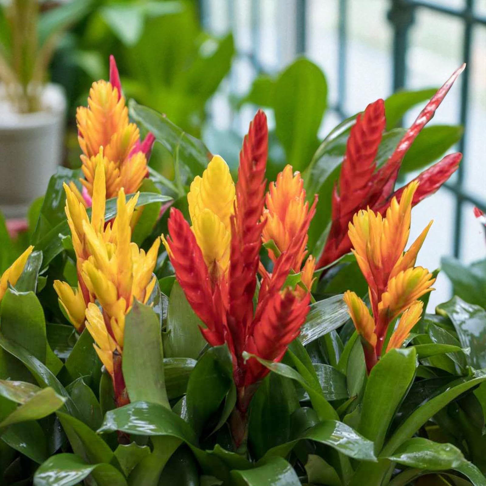 Carbeth Plants Vriesea Flaming Sword House Plant 1 x 12cm Pot - Exotic Indoor Bromeliad with Bright Flower Spikes - Low Maintenance Easy Tropical Houseplants for Homes, Offices and Gifting