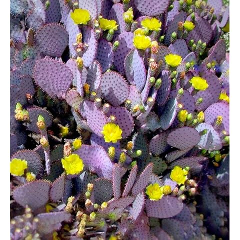TWIGA Purple Prickly Pear Cactus 1 Pad Live Plant - Fresh and Vibrant Opuntia Genus Cactus Plants Live - Unique Purple Hue - Ready for Propagation - Ideal for Gardens or Indoor Spaces Cover