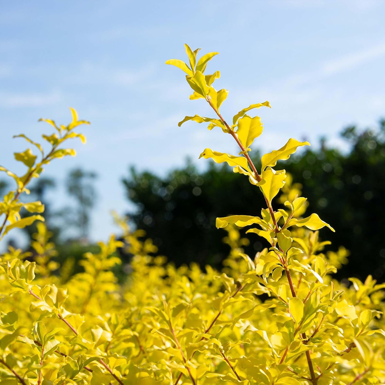 Perfect Plants Sunshine Ligustrum Shrub in 1 Gal. Grower's Pot | Evergreen Shrub with Stunning Vibrant Yellow Foliage