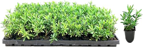 Little John Dwarf Bottlebrush  10 plantas vivas  Callistemon  Arbusto floreciente compacto  Atrae colibríes y mariposas