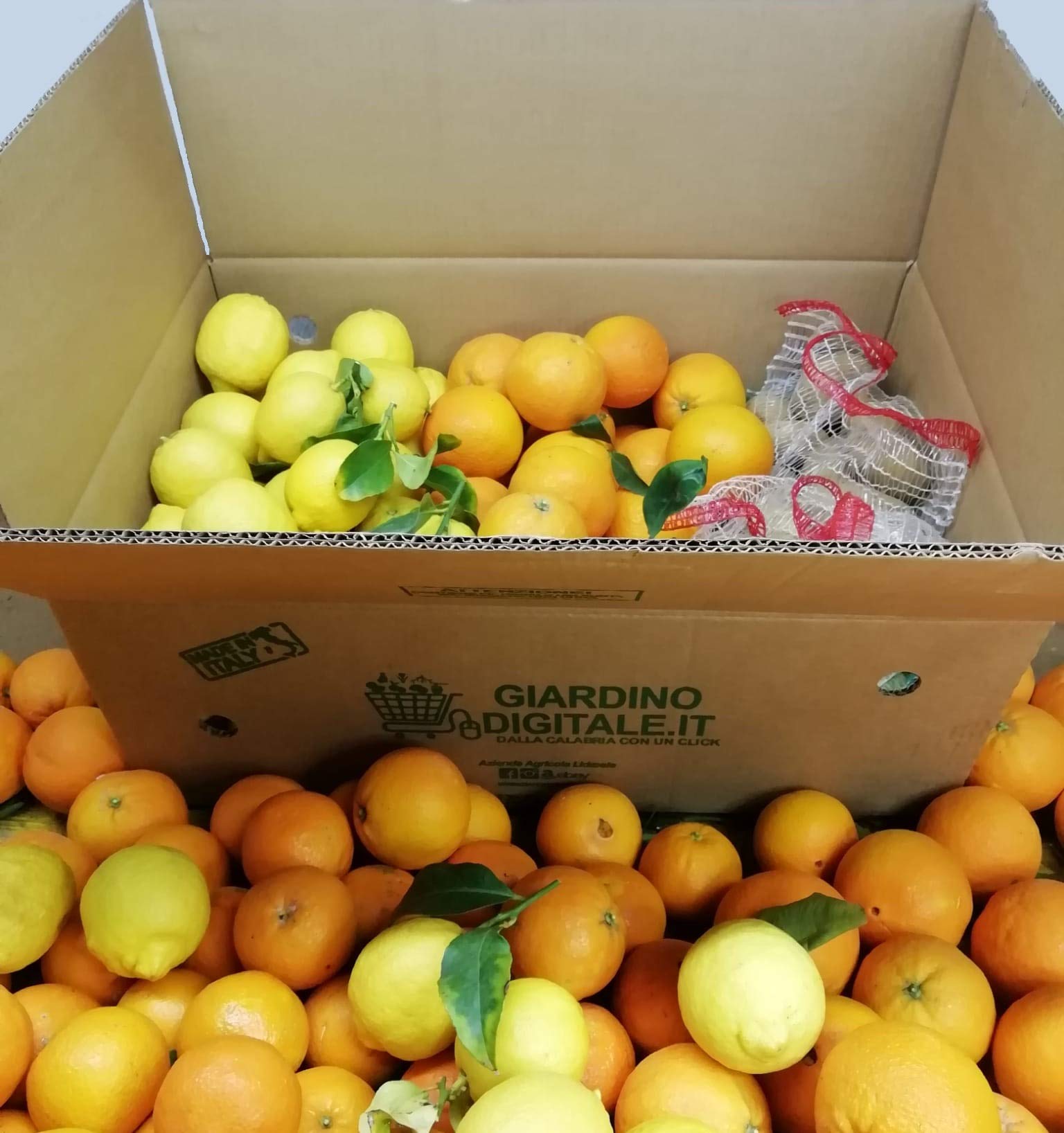 18 KG - FRISCHE KALABRISCHE ORANGEN - Gemischtes Kaliber - Süßer Geschmack - Unbehandelte und garantiert essbare Schale - Giardino Digitale - Hergestellt in Kalabrien in Corigliano Calabro - ITALIEN