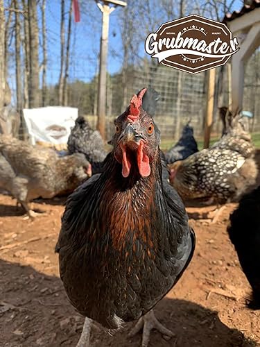 Miniatura 7 de Larvas secas de mosca soldado negro para pollos, golosinas naturales saludables de pollo para aves de corral de patio trasero - Bolsa de 10 libras