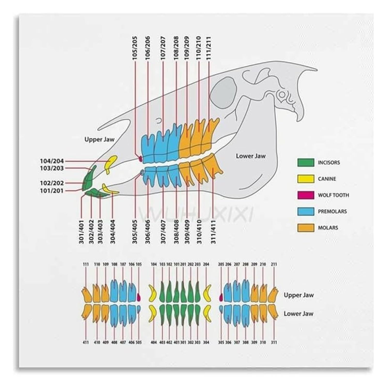EKFBQBGW Veterinary Educational Poster Equine Chart Anatomy Guide for Animal Hospital Clinic Office Unframed,12x18inch(30x45cm)