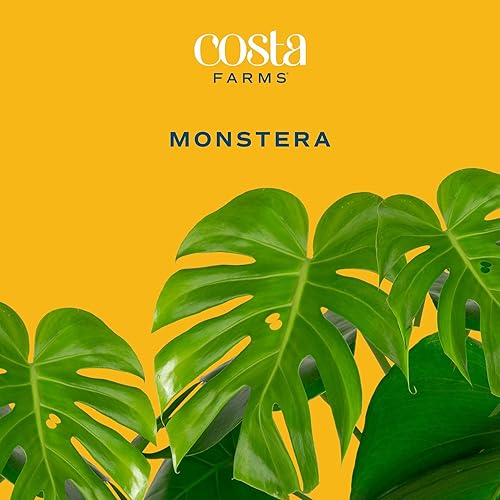 Miniatura 2 de Costa Farms Monstera - Planta de queso suizo, planta de interior viva, planta de interior de hojas divididas fácil de cultivar en maceta de