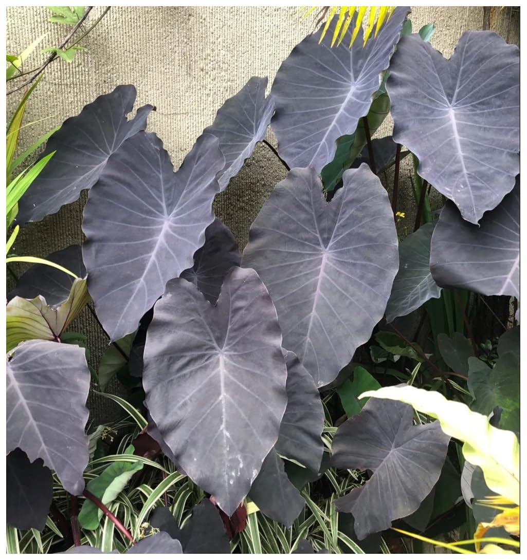 Professional Nursery Grade Colocasia Fertilizer 4 LB Six Month Slow Release Elephant Ear Plant Food