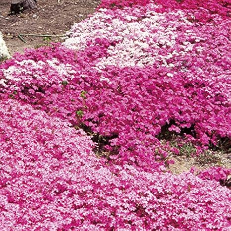 Amazon Co Jp 芝桜 シバザクラ ミックス24株セット 一平米分 Diy 工具 ガーデン