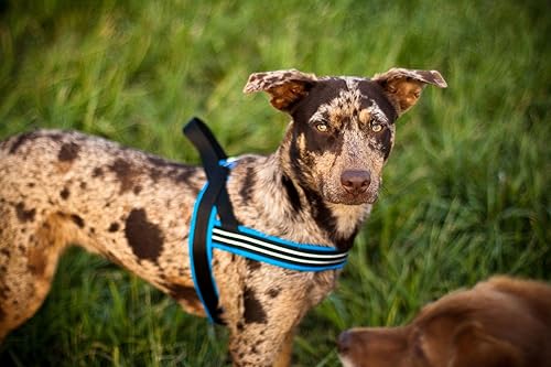 Miniatura 2 de Arnés de deportes ComfortFlex de PetPDC, m, Rosado Neón