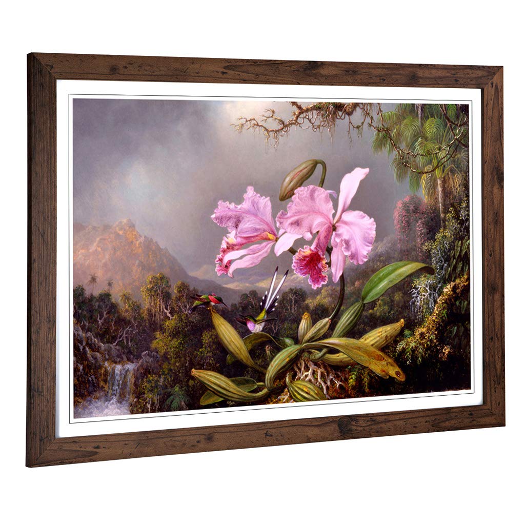 Big Box Art Framed Print of Martin Johnson Heade Orchid Study Design | Wall Art Picture | Home Decor for Kitchen, Living Room, Bedroom, Hallway, Walnut, A2 / 24.5x18 Inch / 62x45cm