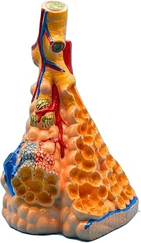 Lung Anatomy Model Teaching Bronchial Tree Distribution New for