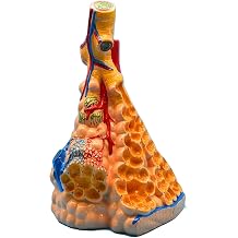 Lung Anatomy Model Teaching Bronchial Tree Distribution New for