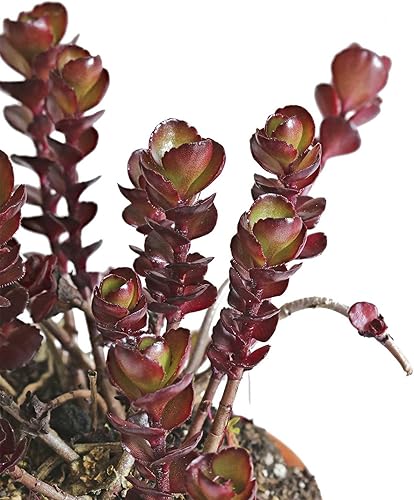 Voodoo Sedum 25 Semillas - Sedum spurium - Cubierta de suelo perenne sin OMG - Suculenta tolerante a la sequía - 112 a 119 días - Cultivo de piedra