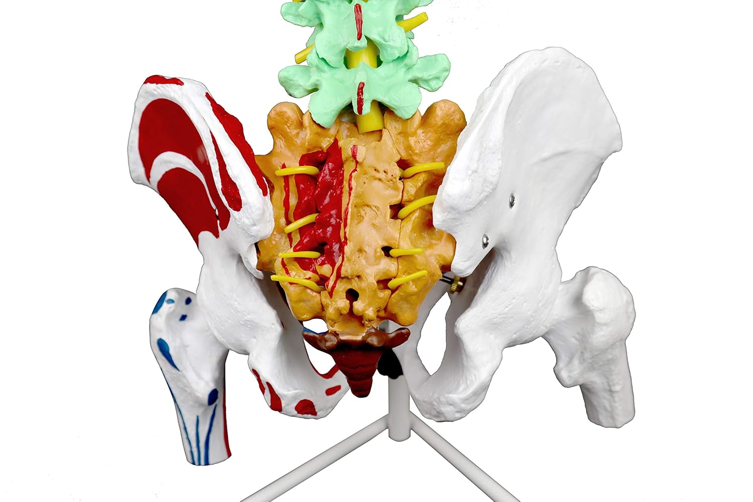 Vision Scientific VAV245 Flexible Spinal Column | 5 Color-Coded | Muscle W Occipital Bone | Sacrum, Coccyx, 24 Vertebrae, Soft Disc | Pelvic Bones & Femur Heads, Arteries, Nerve Endings | W Manual : Industrial & Scientific